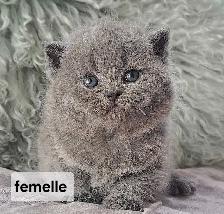 British Shorthair - Photo 7
