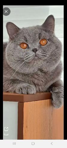 British Shorthair - Photo 8