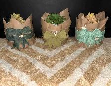 Baby shower succulents