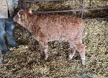 Beef steer calf