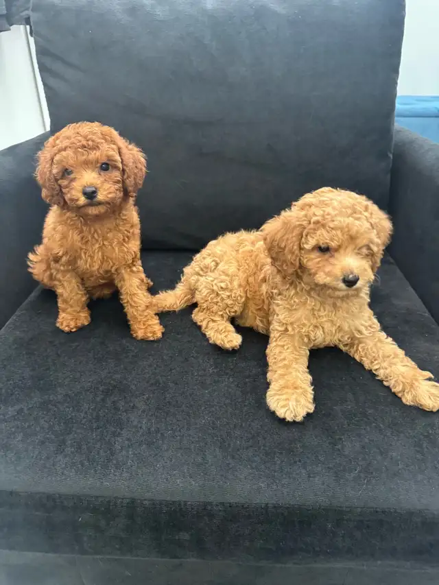 Two Adorable Poodle Puppies Seeking Forever Homes! ✨