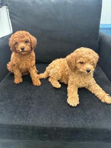 Two Adorable Poodle Puppies Seeking Forever Homes! ✨