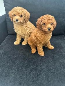 Two Adorable Poodle Puppies Seeking Forever Homes! ✨ - Photo 2