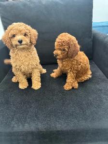 Two Adorable Poodle Puppies Seeking Forever Homes! ✨ - Photo 3