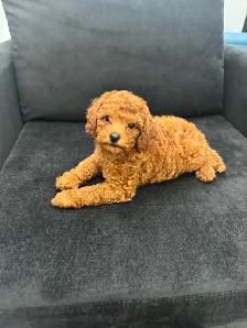 Two Adorable Poodle Puppies Seeking Forever Homes! ✨ - Photo 4