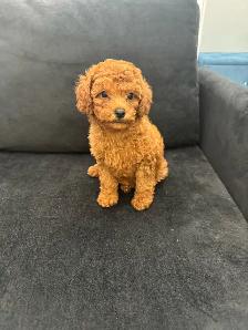 Two Adorable Poodle Puppies Seeking Forever Homes! ✨ - Photo 5