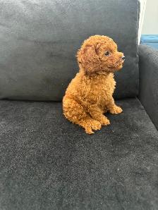 Two Adorable Poodle Puppies Seeking Forever Homes! ✨ - Photo 6