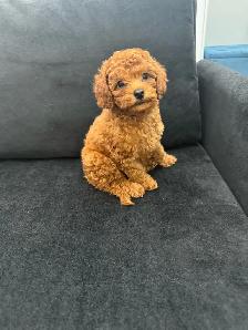 Two Adorable Poodle Puppies Seeking Forever Homes! ✨ - Photo 7