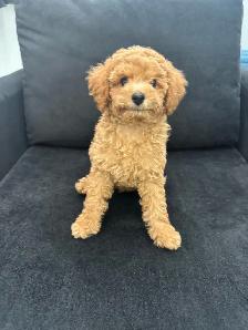 Two Adorable Poodle Puppies Seeking Forever Homes! ✨ - Photo 8