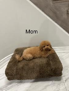 Two Adorable Poodle Puppies Seeking Forever Homes! ✨ - Photo 9