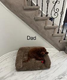 Two Adorable Poodle Puppies Seeking Forever Homes! ✨ - Photo 10