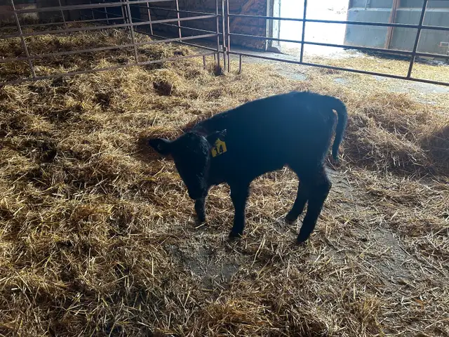 Beef heifer calf