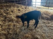 Beef heifer calf