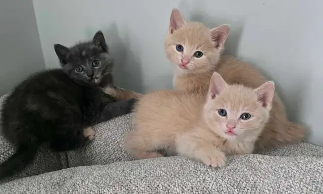 Magnifiques Petits Chatons Prêt ❤️