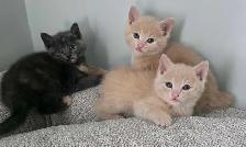 Magnifiques Petits Chatons Prêt ❤️