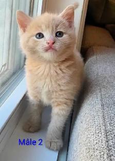 Magnifiques Petits Chatons Prêt ❤️ - Photo 2