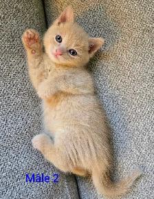 Magnifiques Petits Chatons Prêt ❤️ - Photo 4