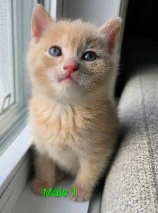 Magnifiques Petits Chatons Prêt ❤️ - Photo 5