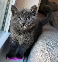 Magnifiques Petits Chatons Prêt ❤️ - Photo 6