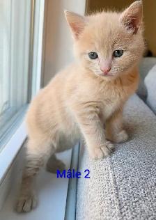 Magnifiques Petits Chatons Prêt ❤️ - Photo 7