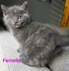 Magnifiques Petits Chatons Prêt ❤️ - Photo 8