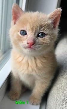 Magnifiques Petits Chatons Prêt ❤️ - Photo 9