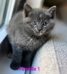 Magnifiques Petits Chatons Prêt ❤️ - Photo 10