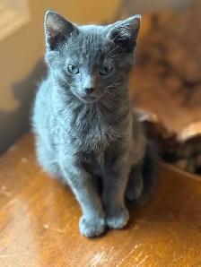 Free all grey kitten 3 mths old  sidney - Photo 2