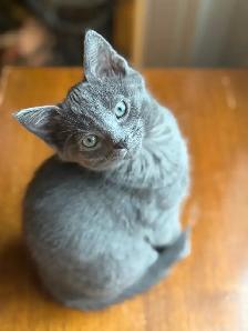 Free all grey kitten 3 mths old  sidney - Photo 3