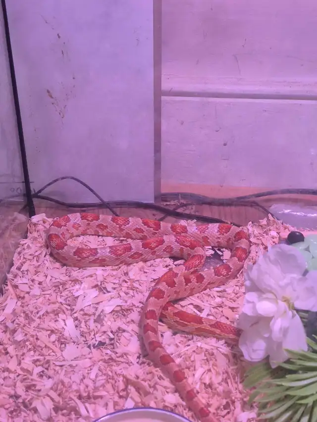 Male corn snake