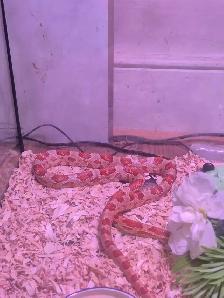 Male corn snake