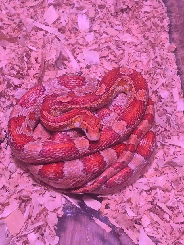 Male corn snake - Photo 2