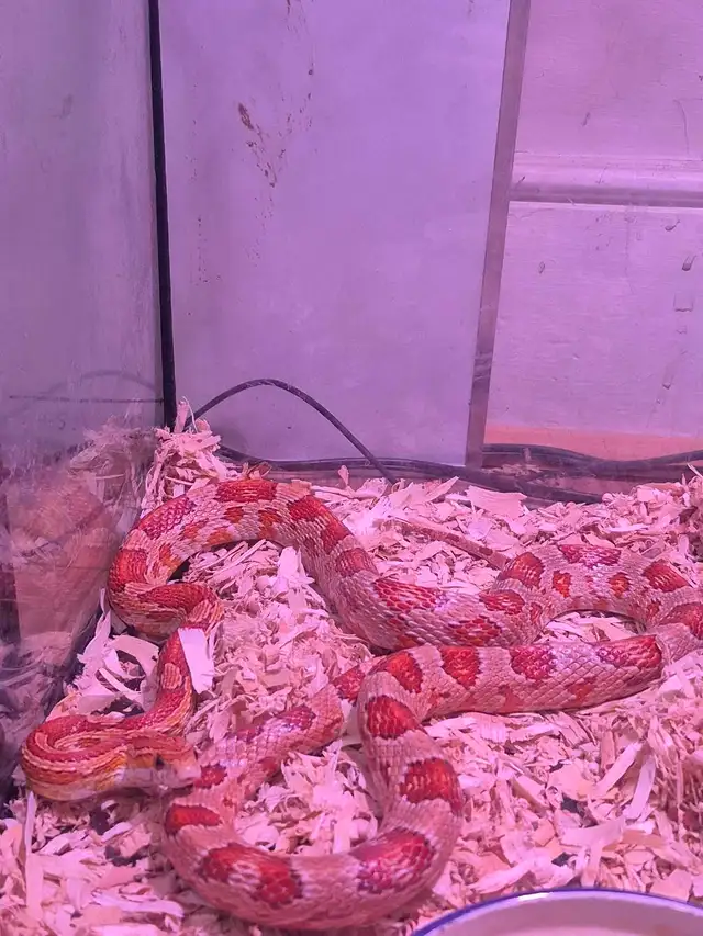 Male corn snake - Photo 3