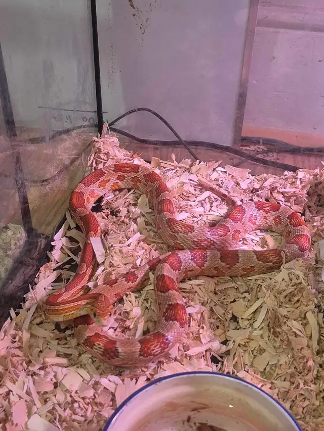 Male corn snake - Photo 4