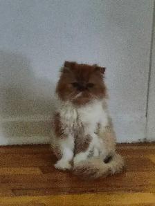 3 adorables chatons de 2 mois et demi disponibles