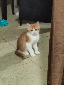 3 adorables chatons de 2 mois et demi disponibles - Photo 5