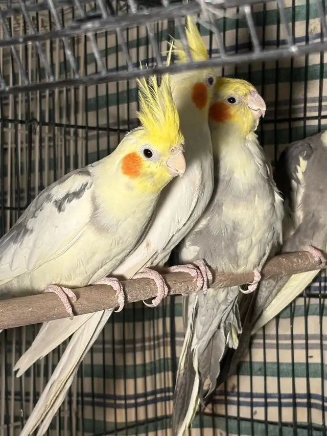 ❤️Breeding cockatiels for sale ❤️