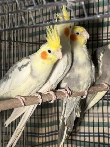 ❤️Breeding cockatiels for sale ❤️