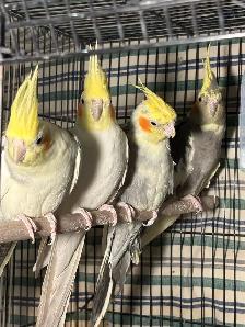 ❤️Breeding cockatiels for sale ❤️ - Photo 2