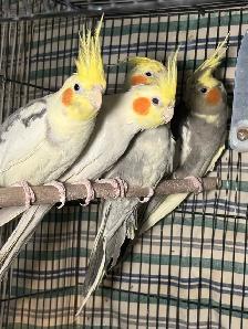 ❤️Breeding cockatiels for sale ❤️ - Photo 3