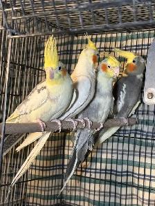 ❤️Breeding cockatiels for sale ❤️ - Photo 4