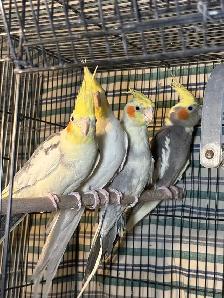 ❤️Breeding cockatiels for sale ❤️ - Photo 5