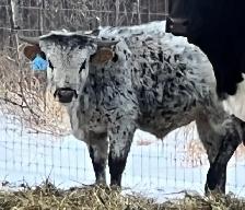 Longhorn bulls for sale