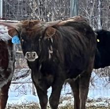 Longhorn bulls for sale - Photo 3