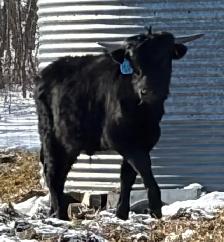 Longhorn bulls for sale - Photo 4