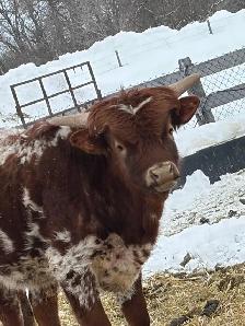 Longhorn bulls for sale - Photo 5