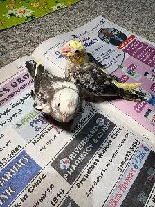 ❤️ Baby cockatiels for sale Handfeeding ❤️