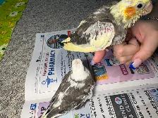 ❤️ Baby cockatiels for sale Handfeeding ❤️ - Photo 5