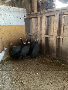 Guinea for sale - Photo 3