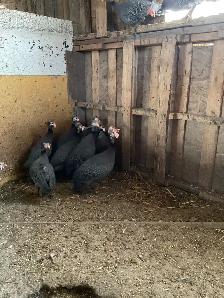 Guinea for sale - Photo 4